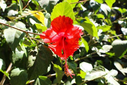 Tamarindo Eco-camping Hostel
