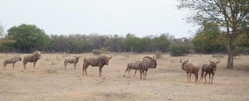 Arotin Game Lodge