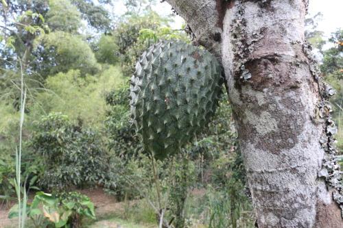 Agroturismo Finca La Lorenza