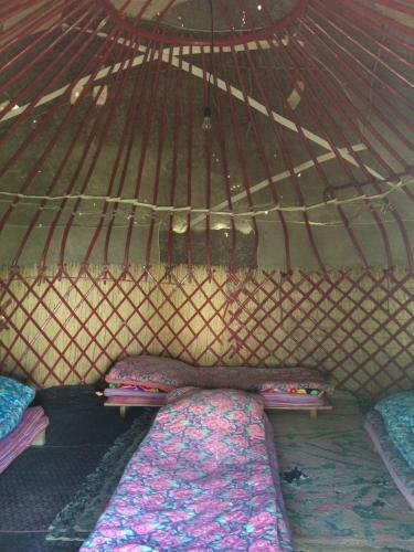 Turkestan Yurt Camp