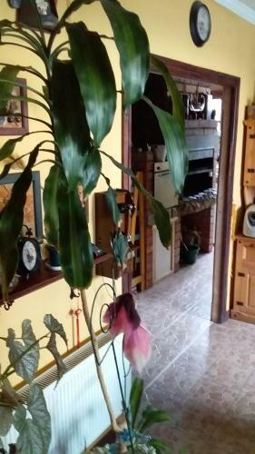 Barso Home