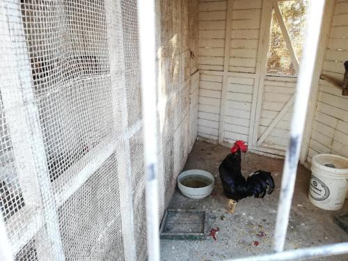 Caba�as A Algarrobo