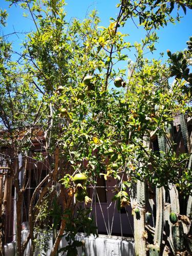 Habitaciones La Playa