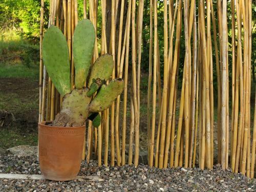 Apartamento Paloma Suite