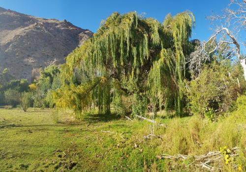 Caba�as Los Sauzales