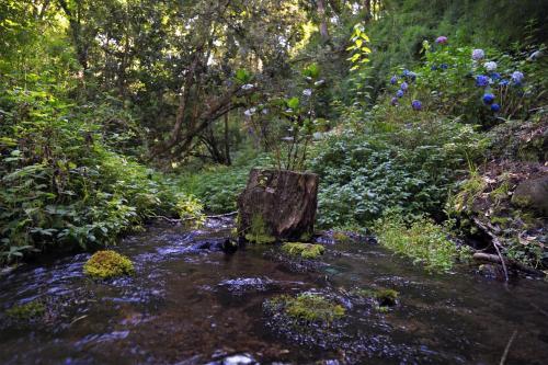 Caba�as Bosques De Loncotraro