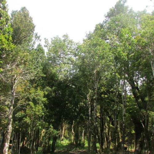 Hotel Los Cahueles