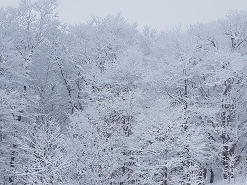 Hakuba Forest House