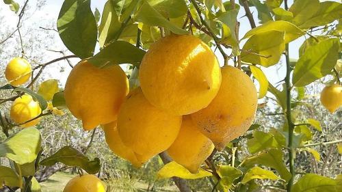 Finca Alquer�a