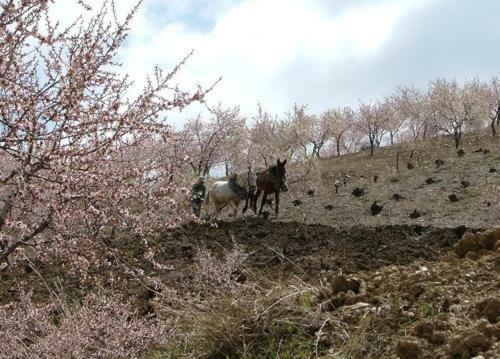 Agroturismo Cortijo Las Tres Rosas