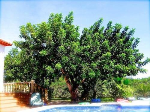 Los Cerezos