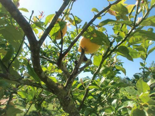 Finca Flora Cas Nets