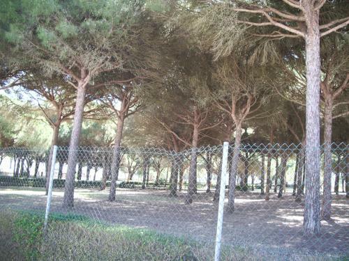Apartamento De Tres Dormitorios En La Barrosa