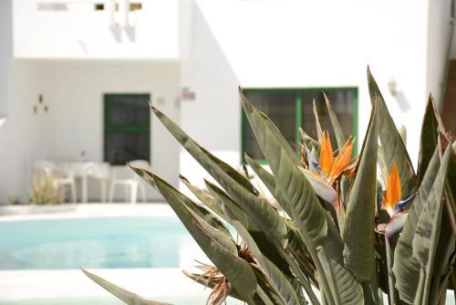 Apartamento Gibshouses Puerto Del Carmen