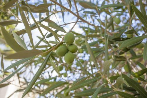 Ombra De Pins
