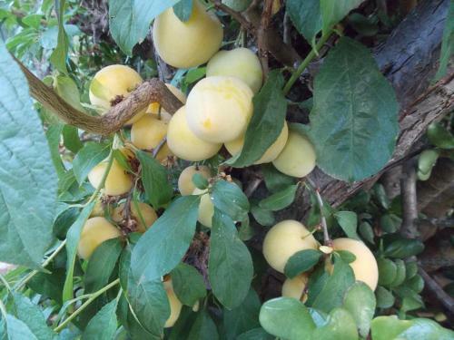 Fuerte Holiday Casa Asomada
