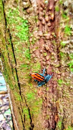 Albergue Ecoadventure Amazon Lodge