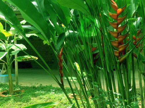 Agroturismo Lamas Tarapoto Per� Casa de Campo