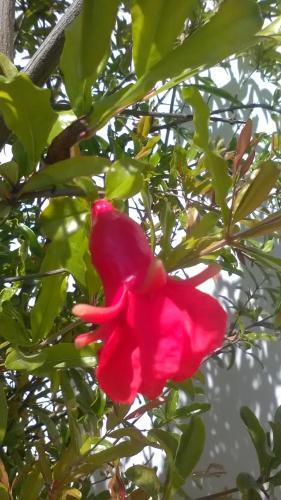 Bed & Breakfast Qori Q'ente Residencial