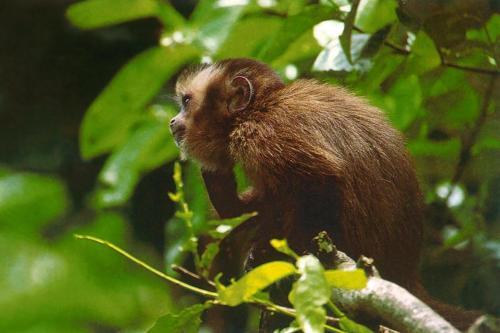 Tambopata Ecolodge