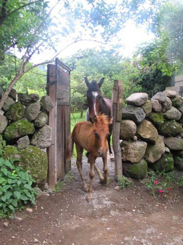 Agroturismo Ollin Calli Hostal-temazcal