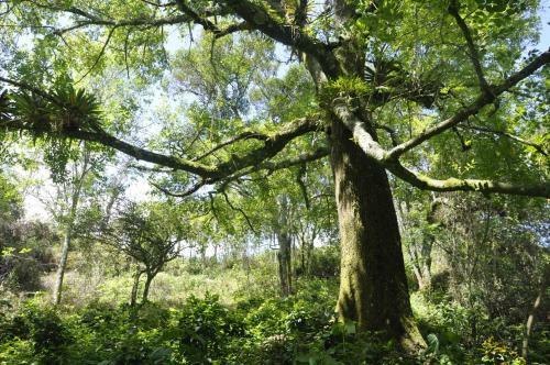 Finca Cimarron