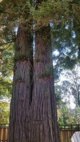 Three Trees Hollow- Charm & Comfort -cottage In Downtown Arcata