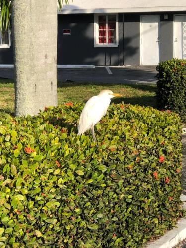 Hotel Bay Breeze Inn