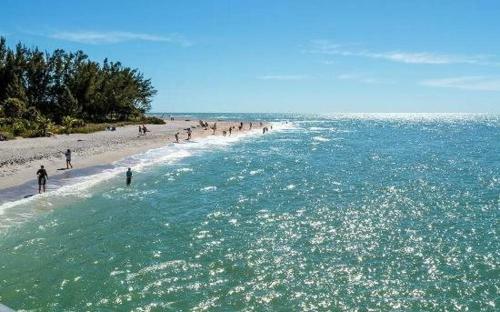 Captiva Sand Dollar