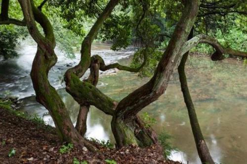 River Rhapsody