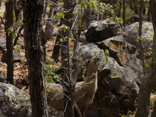 Location! Nature Lovers Getaway - Close To Historic Downtown