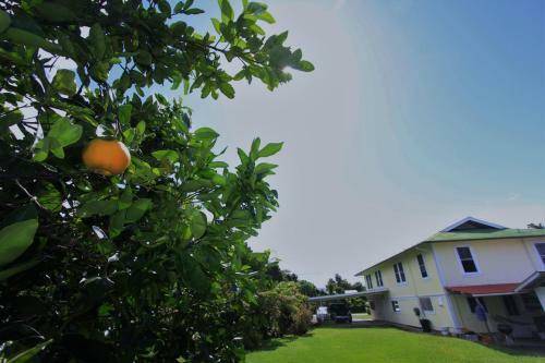 Hilo Bed And Breakfast