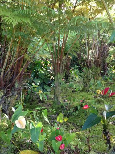 Hilo Bed And Breakfast