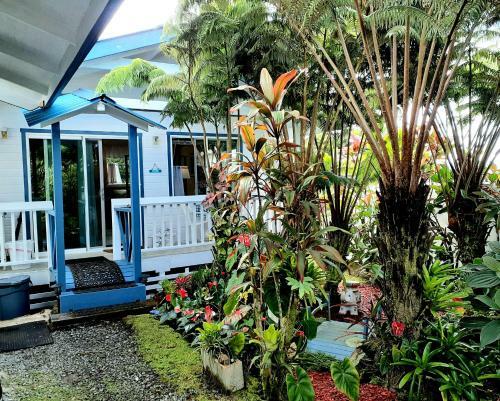 Anthurium Hale