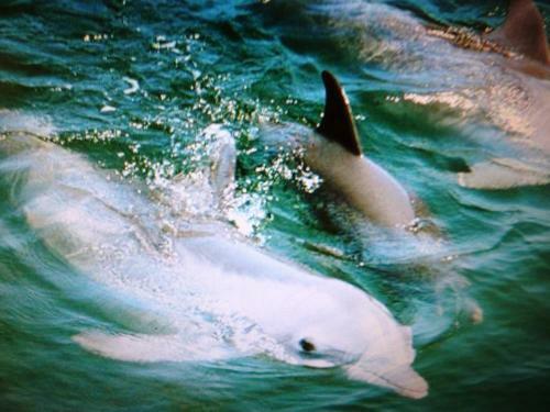 Seapines 476 Plantation Club Villas