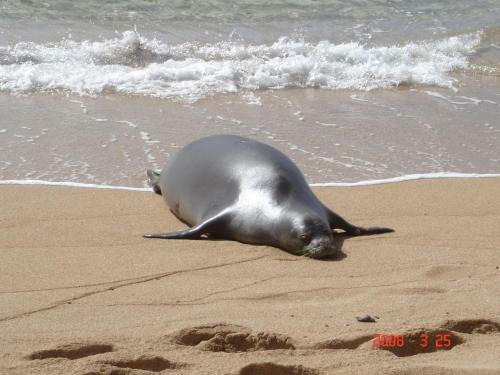 Apartamento Islander On The Beach Unit 244