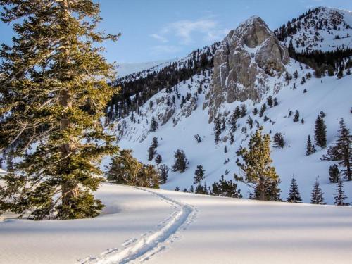 Timberline 35