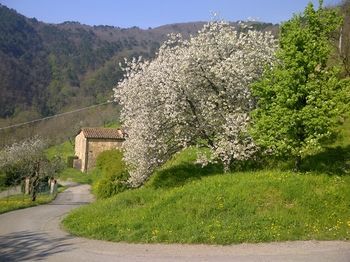 Hotel Fattoria Di Pietrabuona