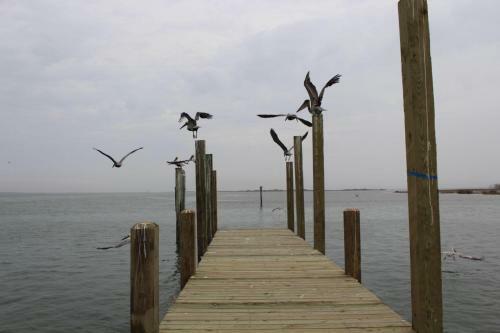 Padre Island 203