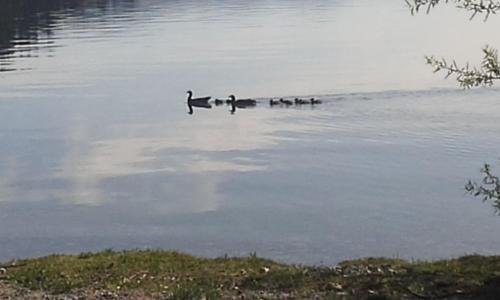 Murmullos Del Lago