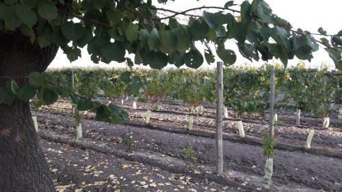 Finca La Lila