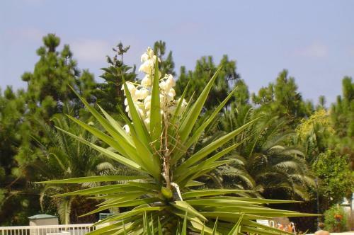 Apartamento Ikaria Village-ground Floor No 4