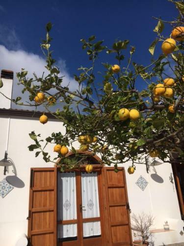Bed & Breakfast Uliveto House