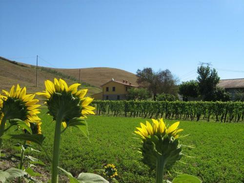 Agroturismo Agriturismo Podere Bellosguardo