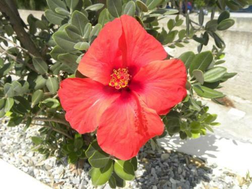 Bed & Breakfast Hotel Borgo Eolie
