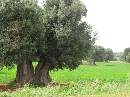 Masseria Asciano