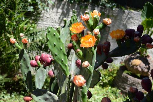 B&B Villa Maria Agrigento