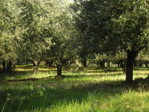 Agroturismo Agriturismo Il Riguardino