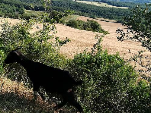 Agroturismo Agriturismo Il Riguardino