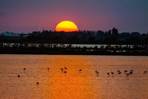 Apartments In Rosolina Mare 24914